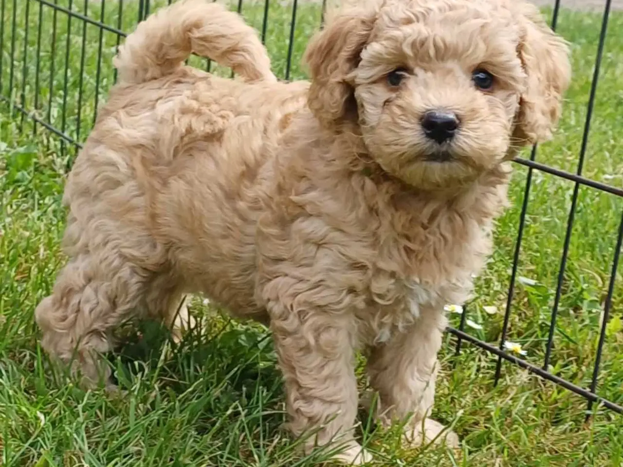 Billede 7 - Doodle / cockapoo hvalpe