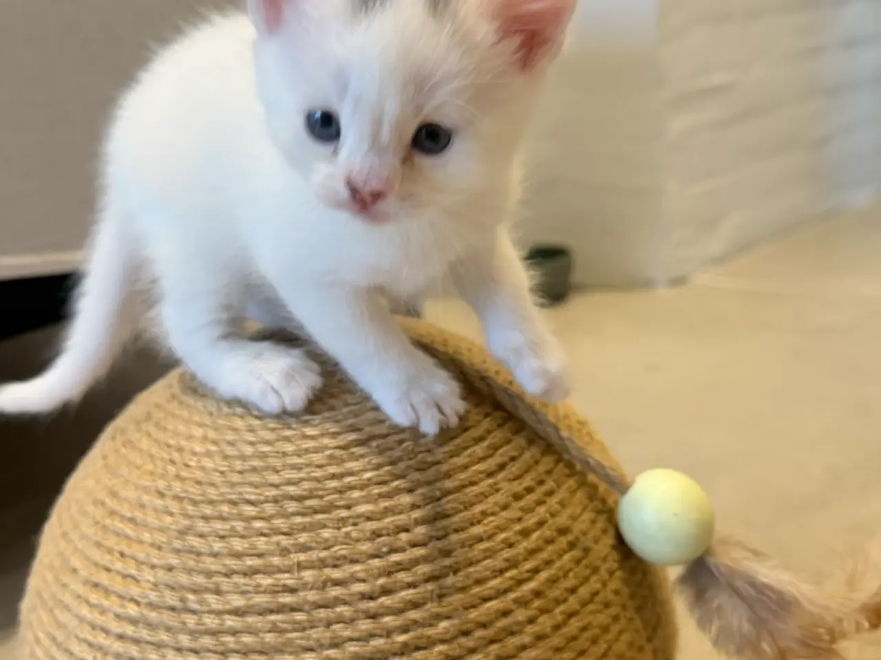 Billede 7 - Blandingskilinger ( 25% maincoon)