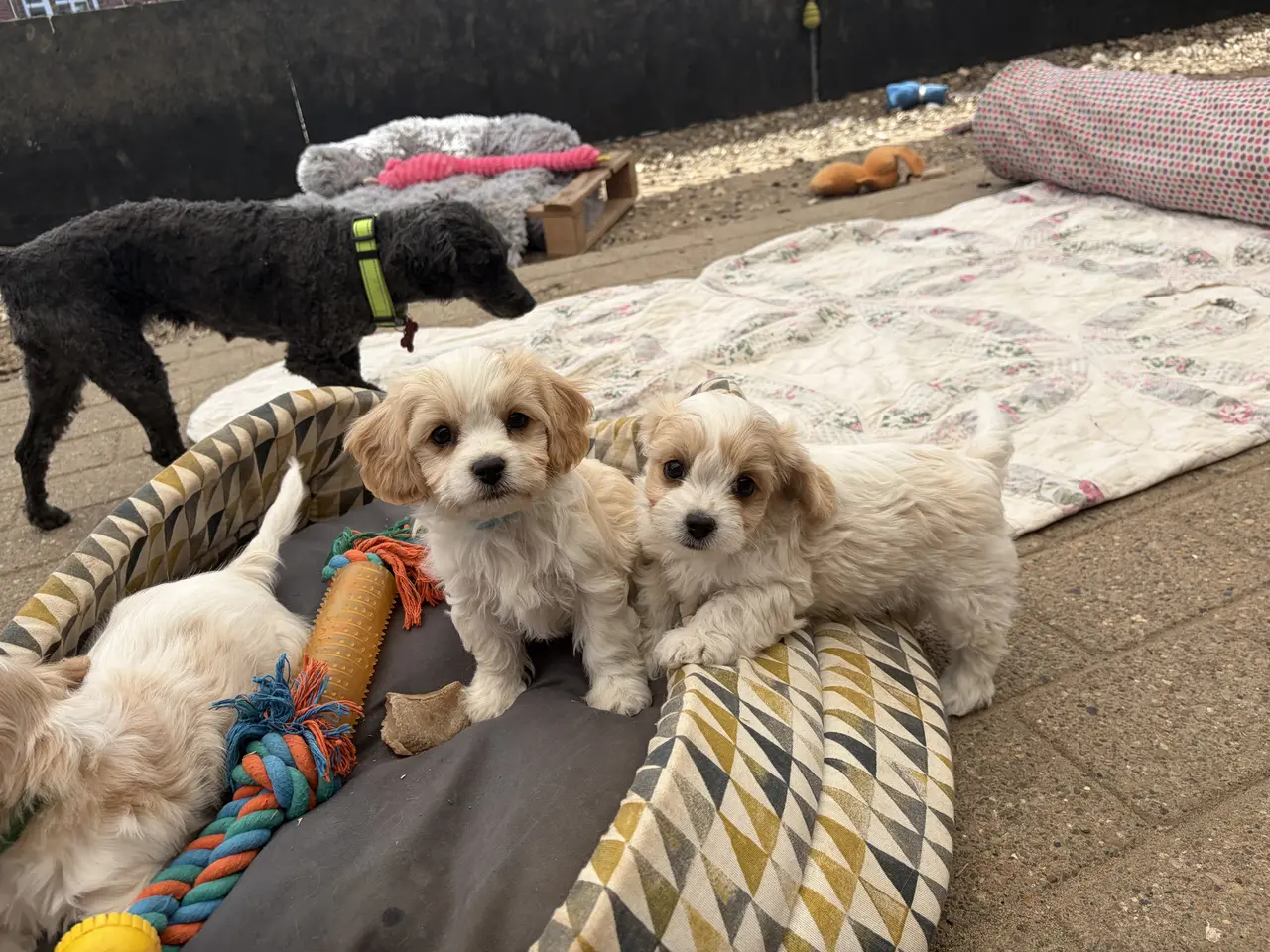 Billede 18 - De små dejligste Cavachon babyer nu!