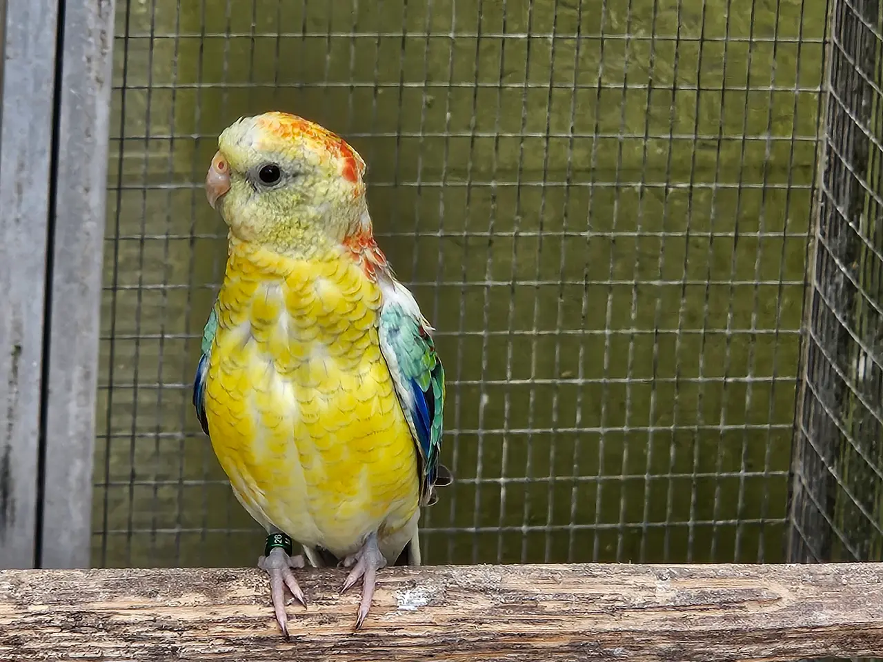 Billede 2 - Opaline Sangparakitter