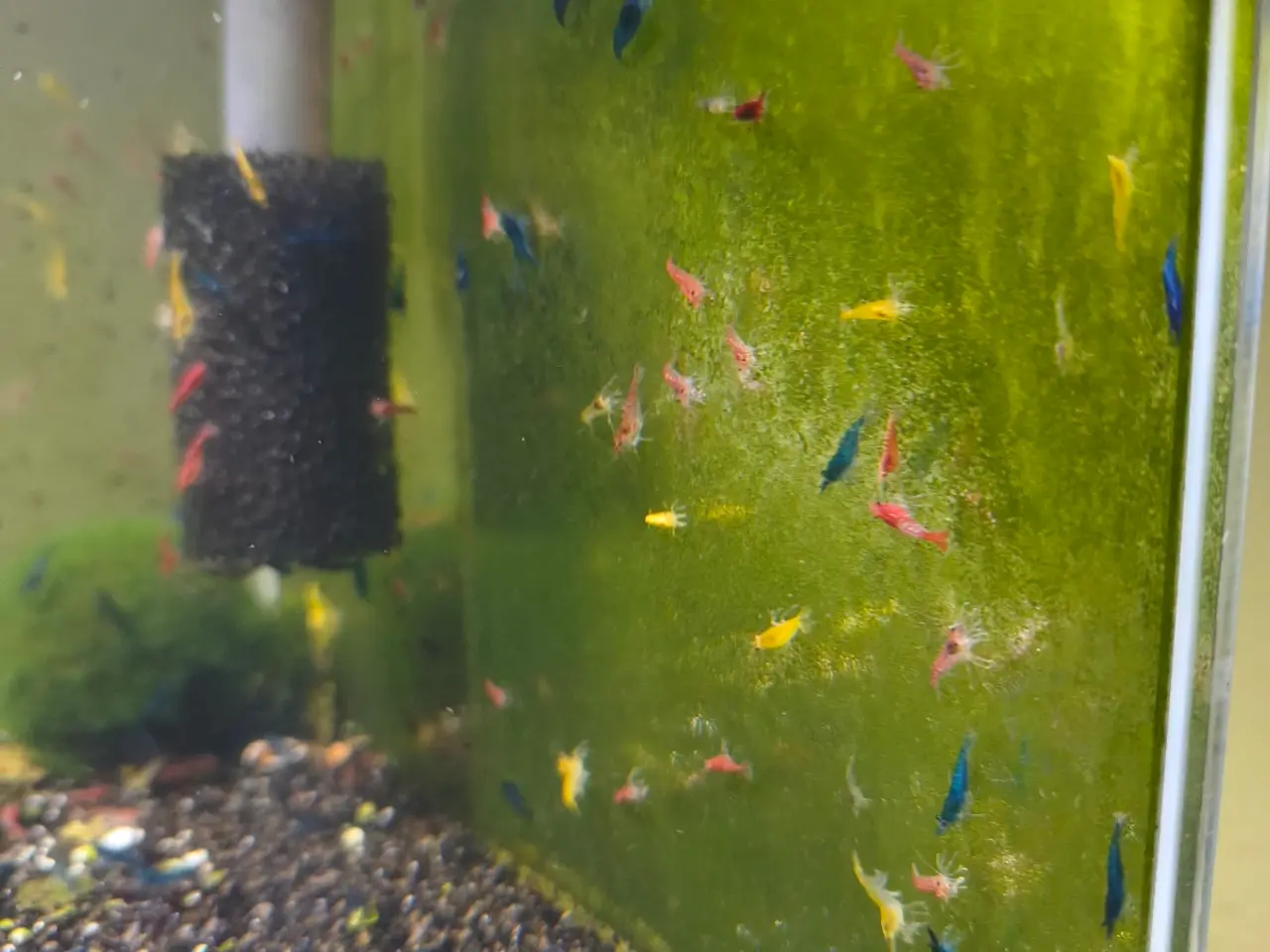 Billede 7 - Neocaridina rejemix | 50 stk | 125,-
