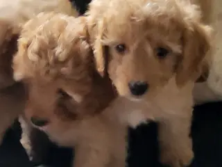 Puddeldoodle - 4