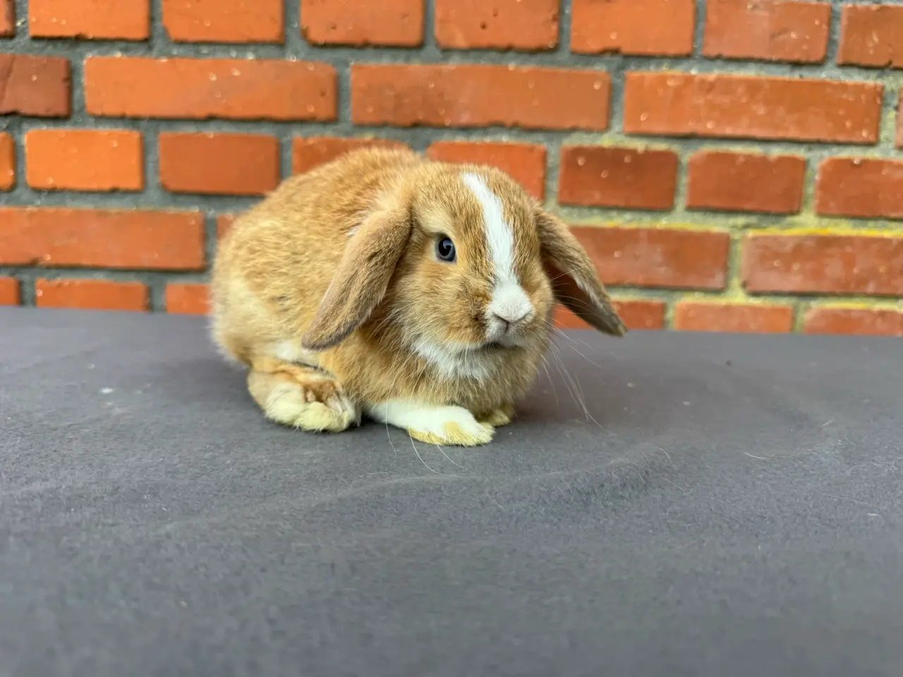 Billede 4 - Mini lop hunkanin