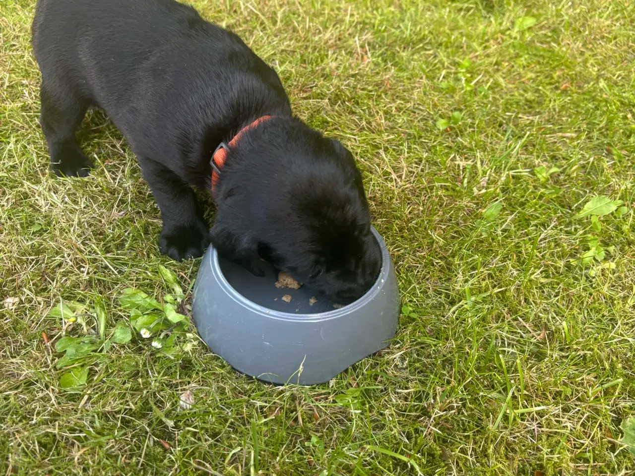 Billede 7 - Dejlige f1 labrador hvalpe