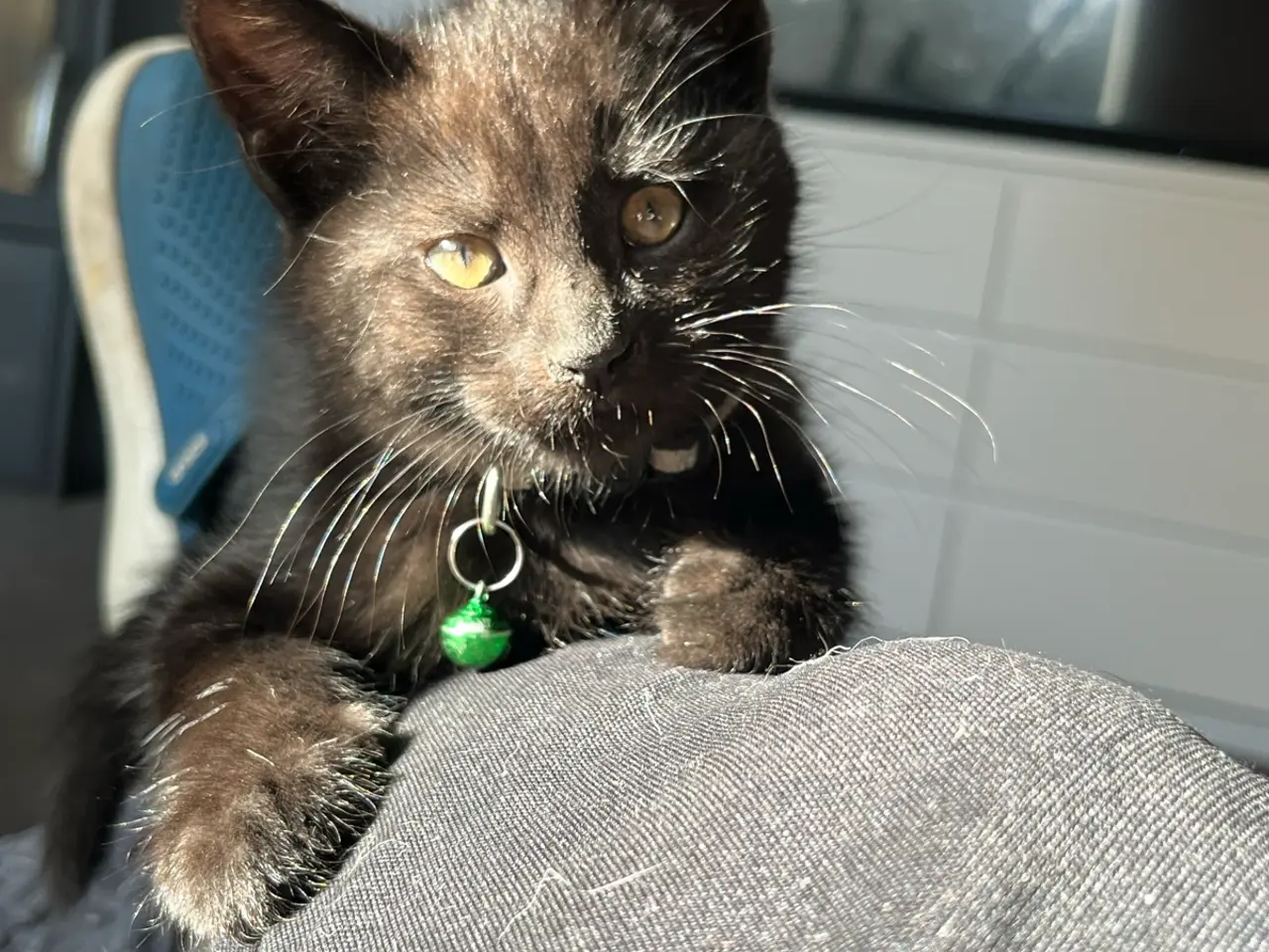 Billede 17 - Kulsort Maine Coon blandning