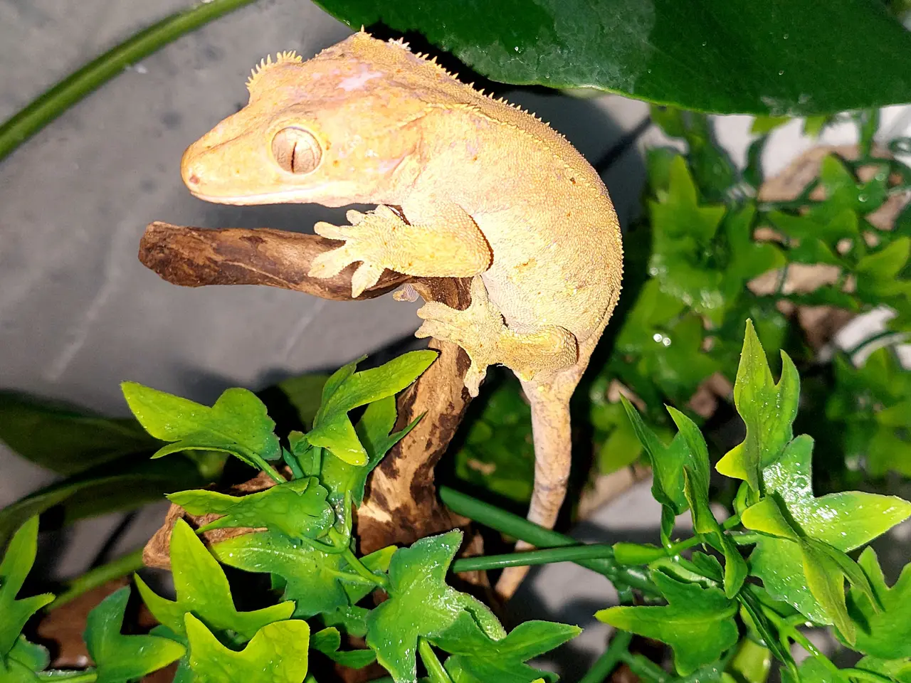 Billede 4 - Kronegekko hun