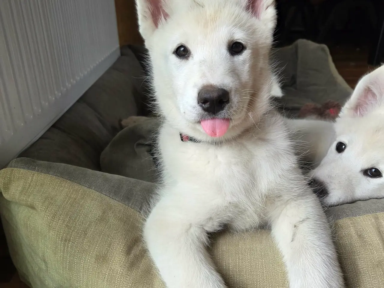 Billede 3 - Siberian husky og samojede hvalpe sælges