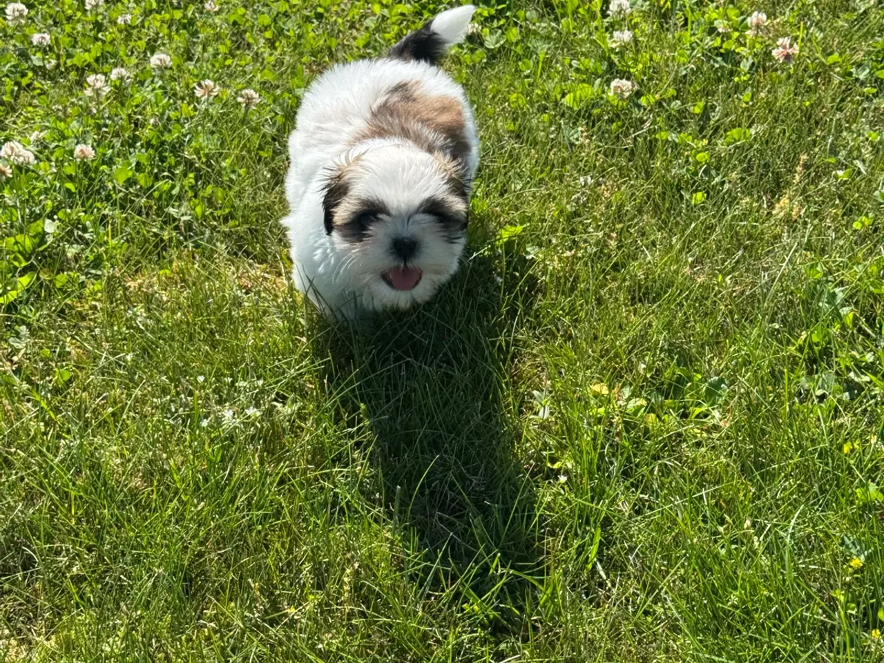 Billede 4 - Shih-Tzu hvalpe ægte