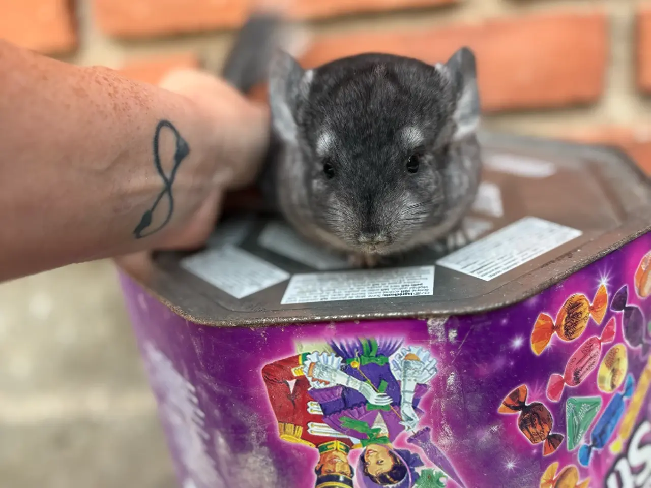 Billede 1 - HAN chinchilla