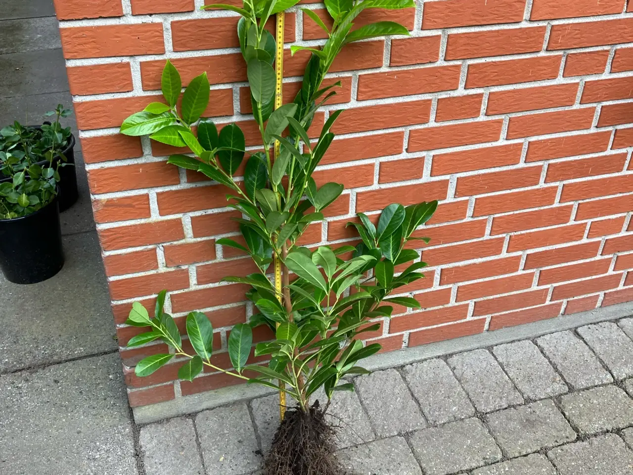 Billede 4 - Laurbær/kirsebær hækplanter