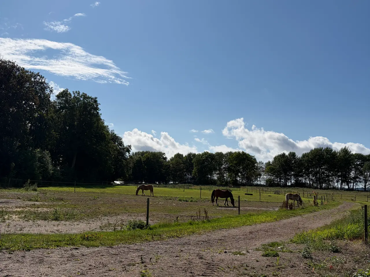 Billede 3 - Opstaldning i Guldborg