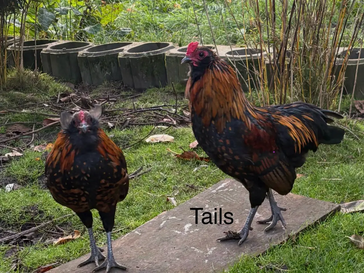 Billede 1 - 3 Young Mixed Breed Roosters