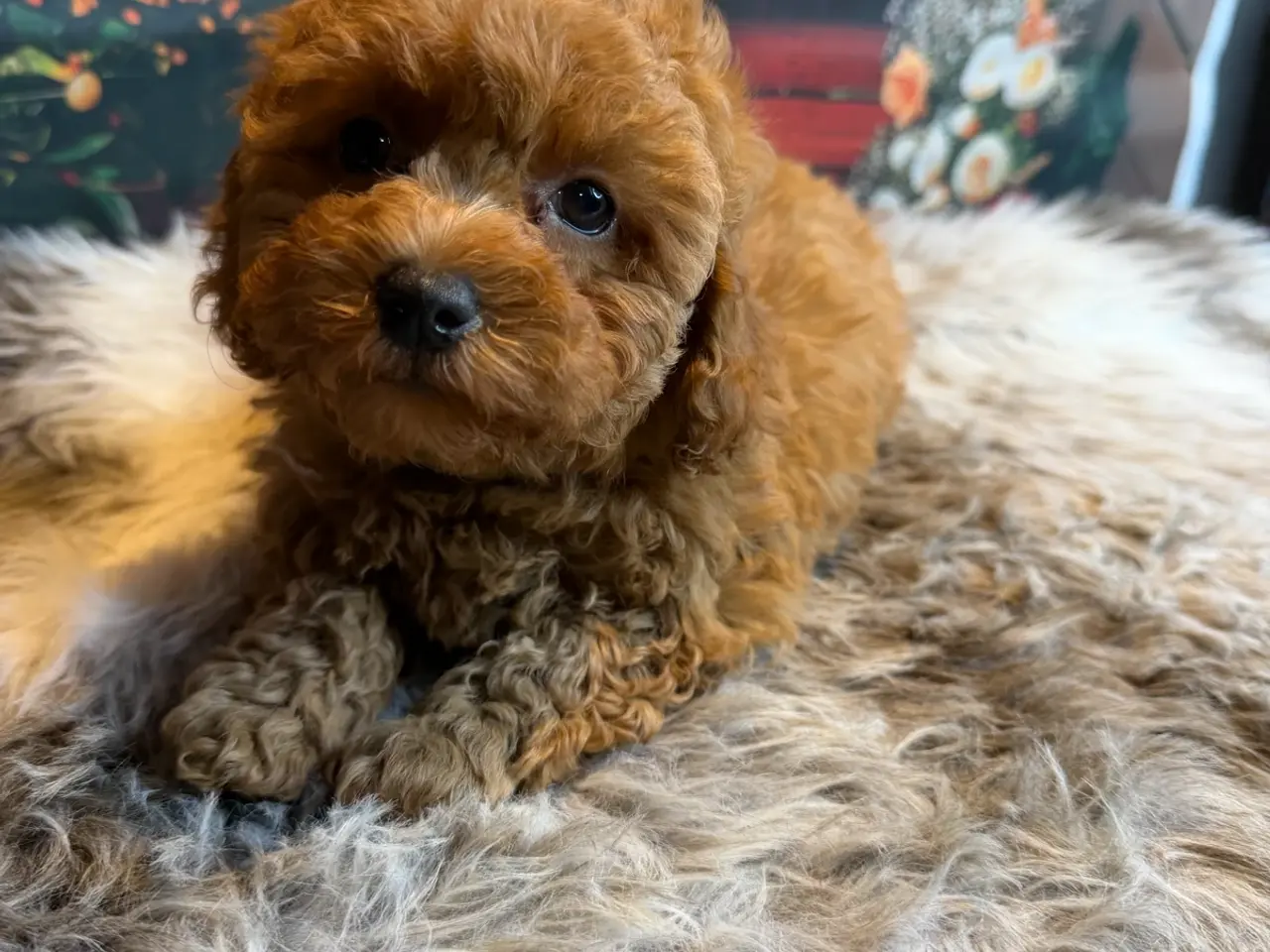 Billede 1 - 🐾❤️ Små Maltipoo-hvalpe – store hjerter ❤️🐾