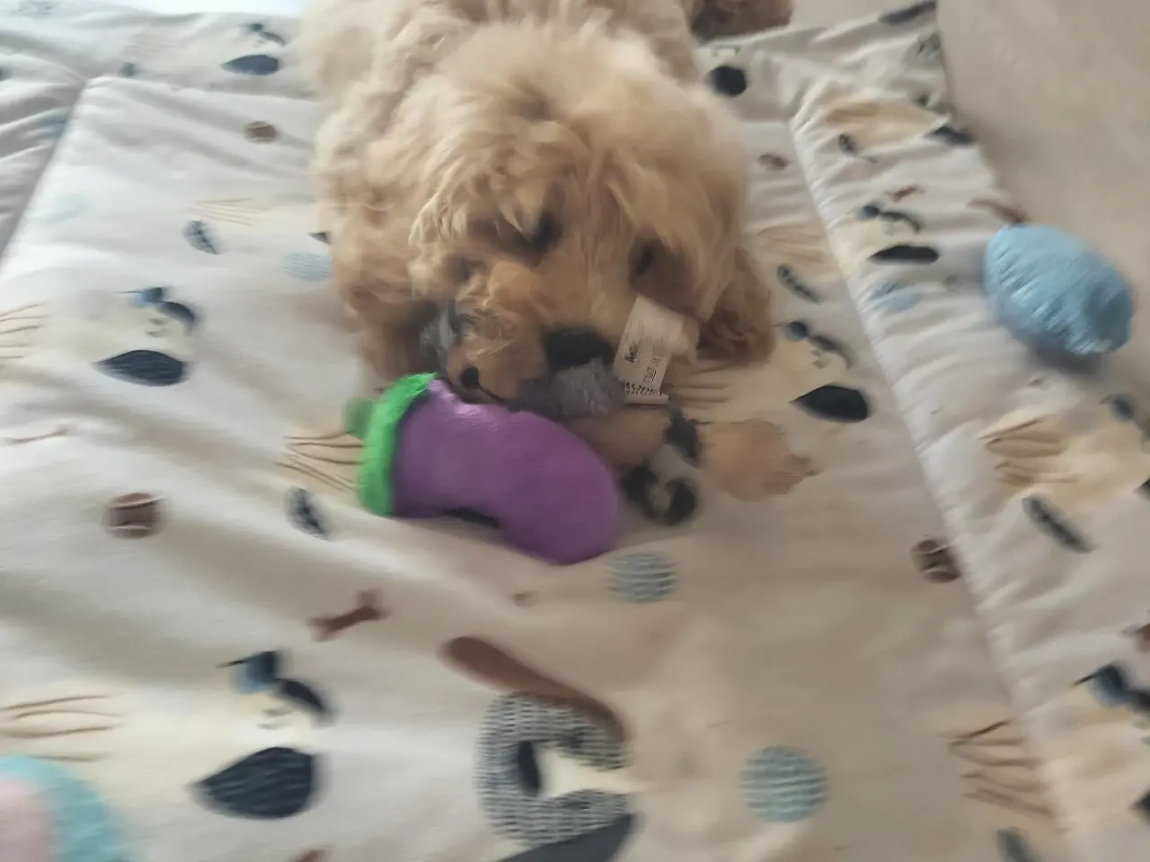 Billede 2 - 🐶 De sidste 2 Maltipoo-hanhvalpe søger den helt r