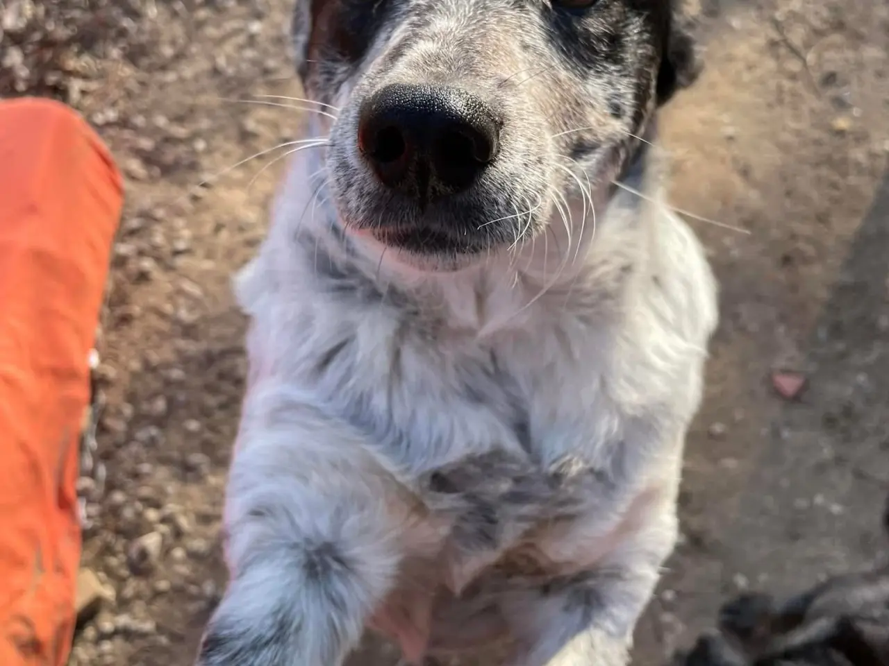 Billede 15 - Bella til adoption! 🩷