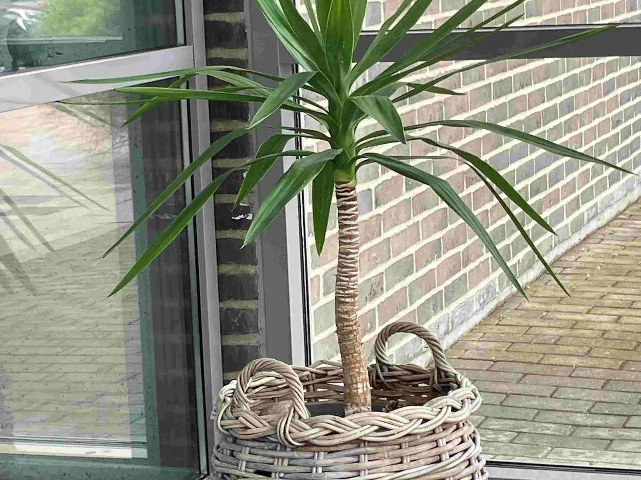 Billede 2 - Yucca palme - 125 cm høj