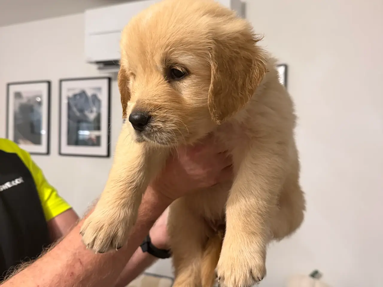Billede 6 - Kun 3 skønne Golden Retriever hvalpe tilbage