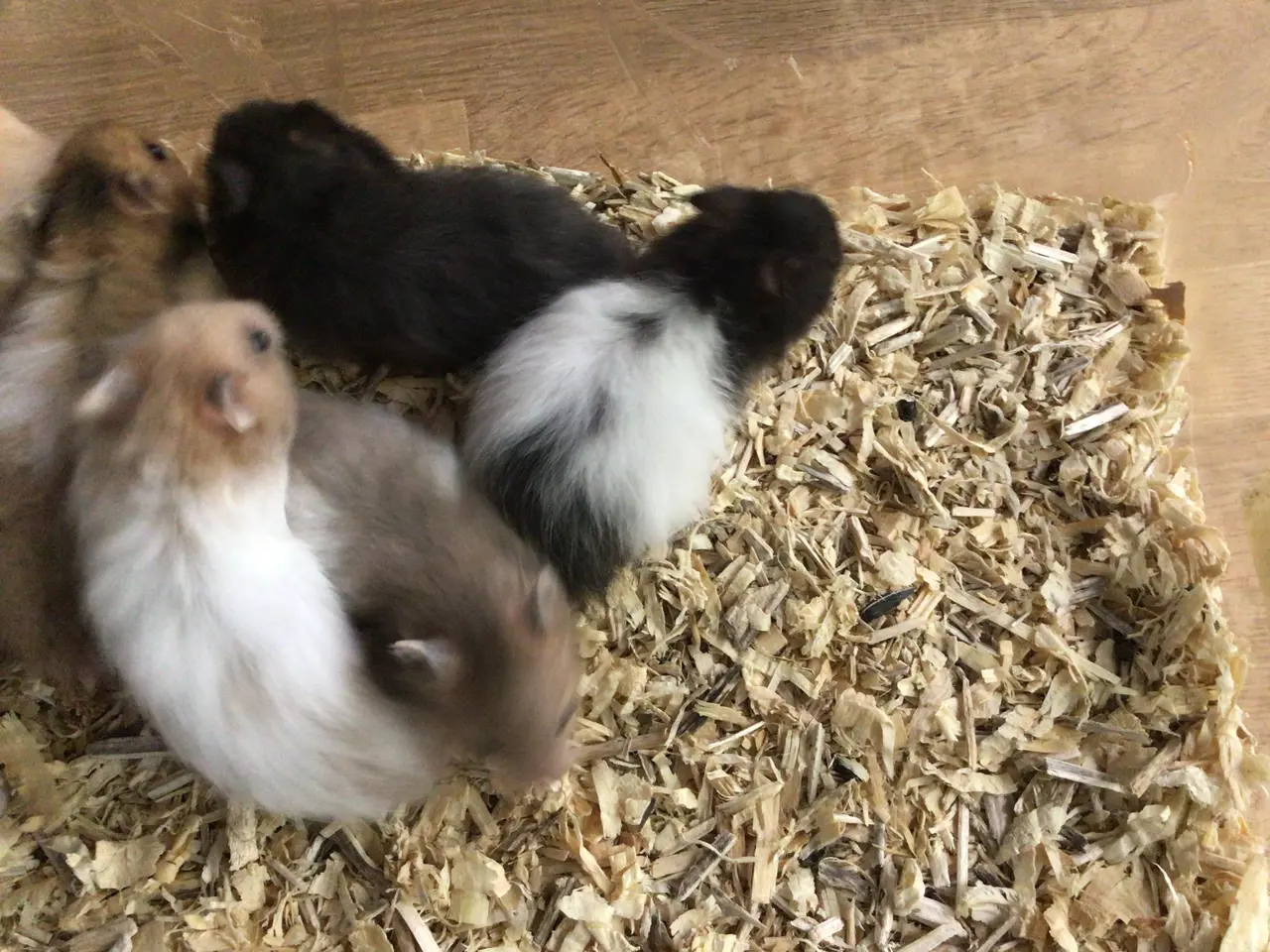 Billede 3 - Langhårede guldhamsterunger