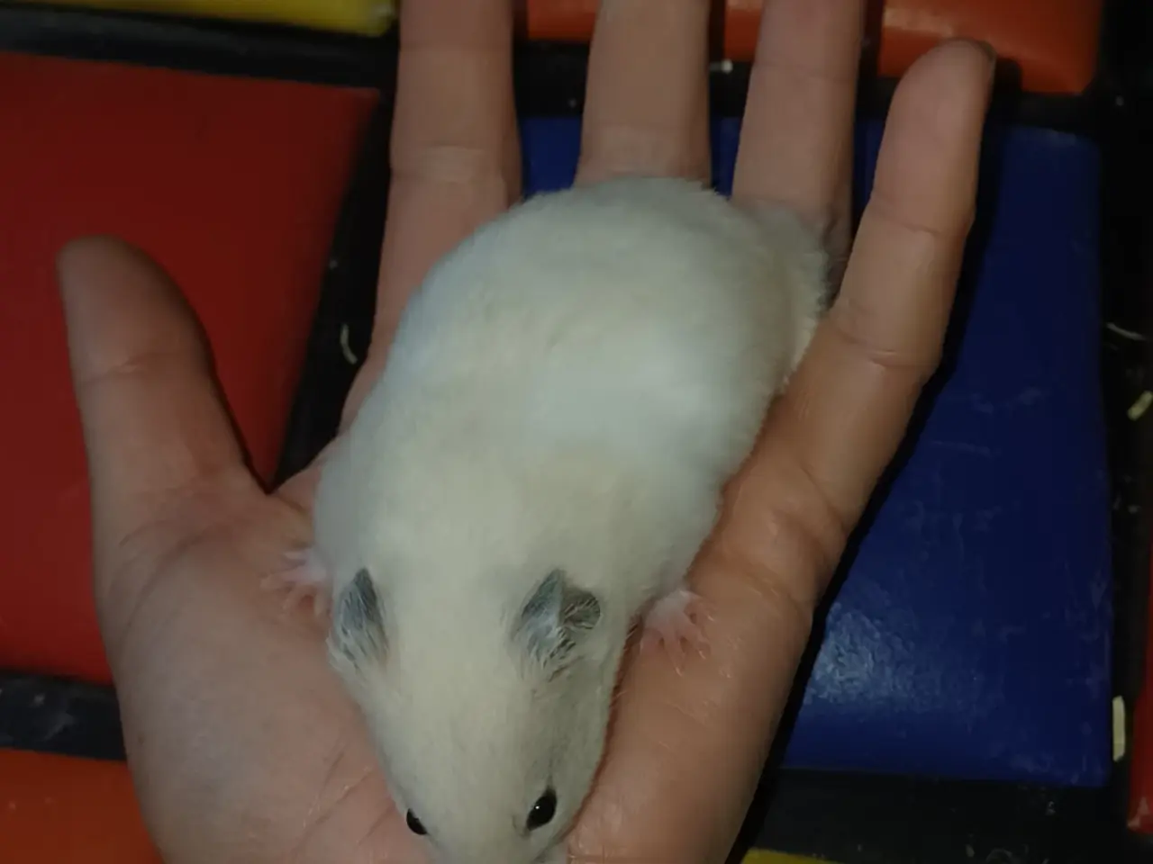 Billede 17 - Guldhamster unger (korthårede)