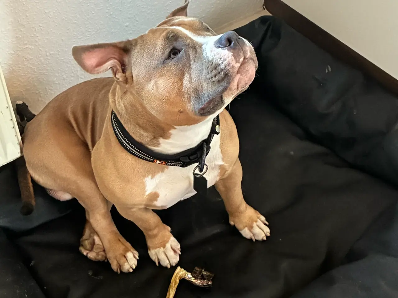 Billede 3 - American bully han hund AVL!!