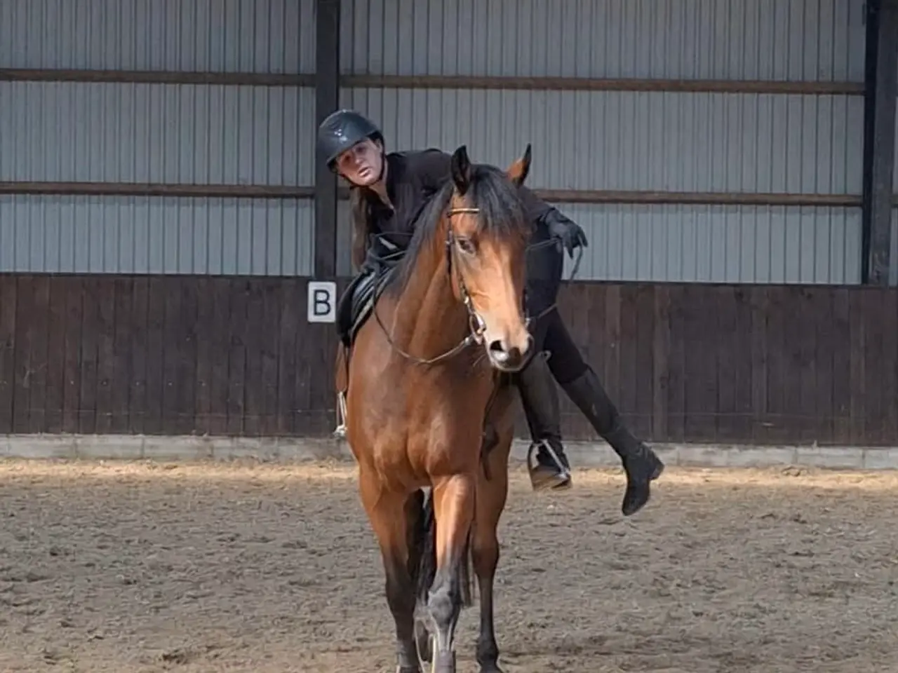 Billede 3 - Tilridning af Hest
