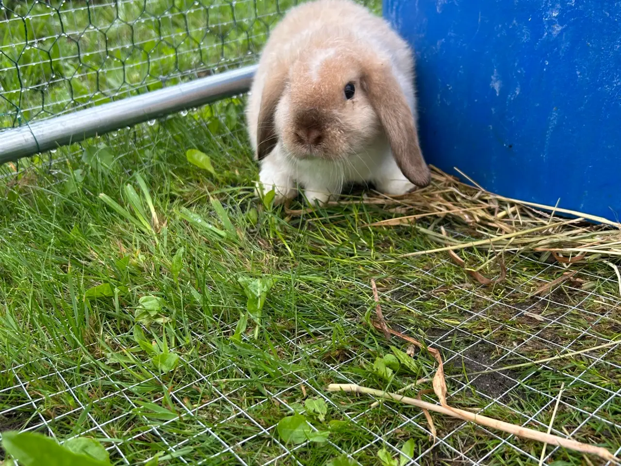 Billede 3 - Mini lop kaninunger 🐰