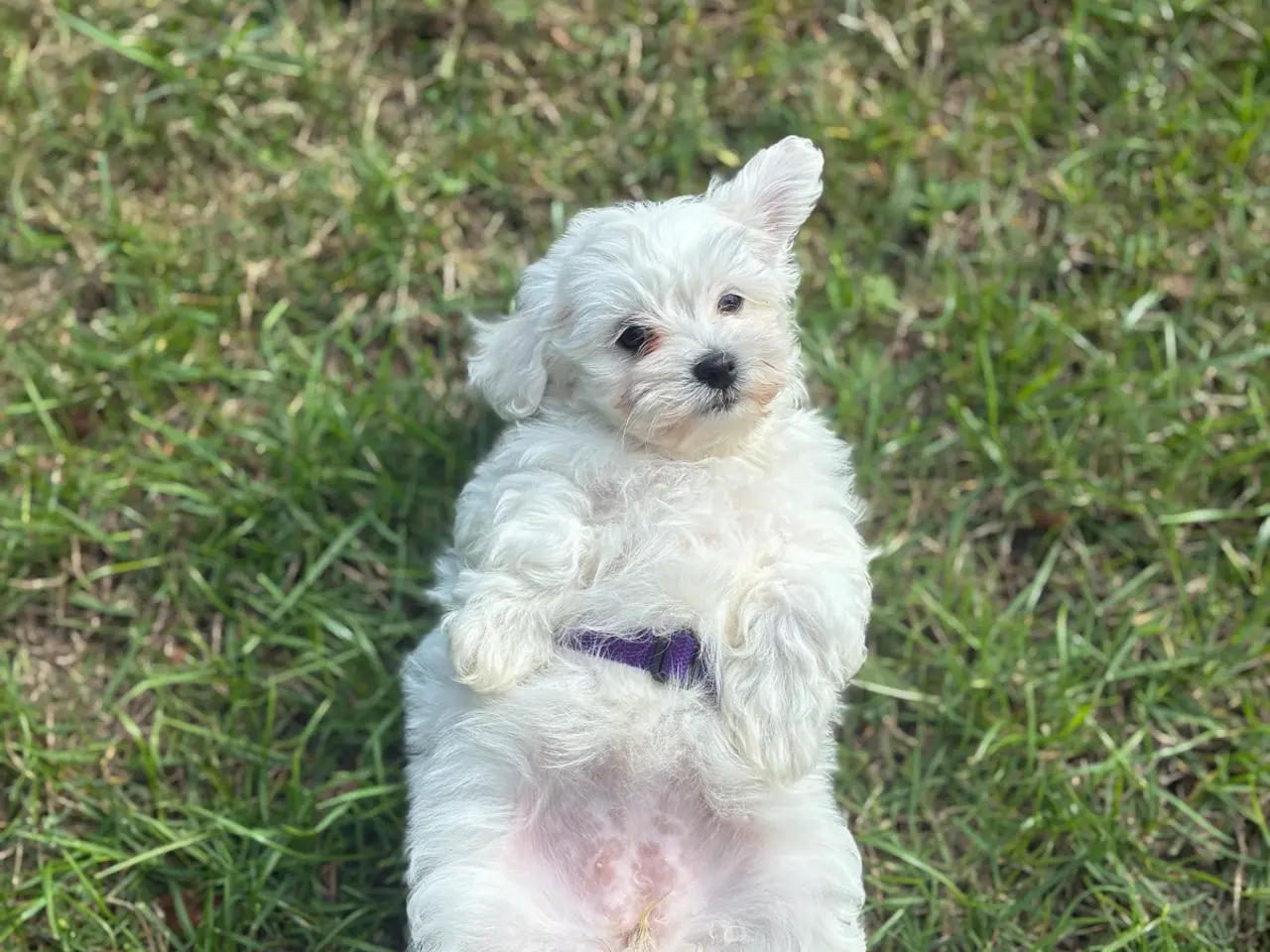 Billede 8 - 🐶💕 2 SKØNNE BICHON FRISÉ PIGEHVALPE SØGER DERES