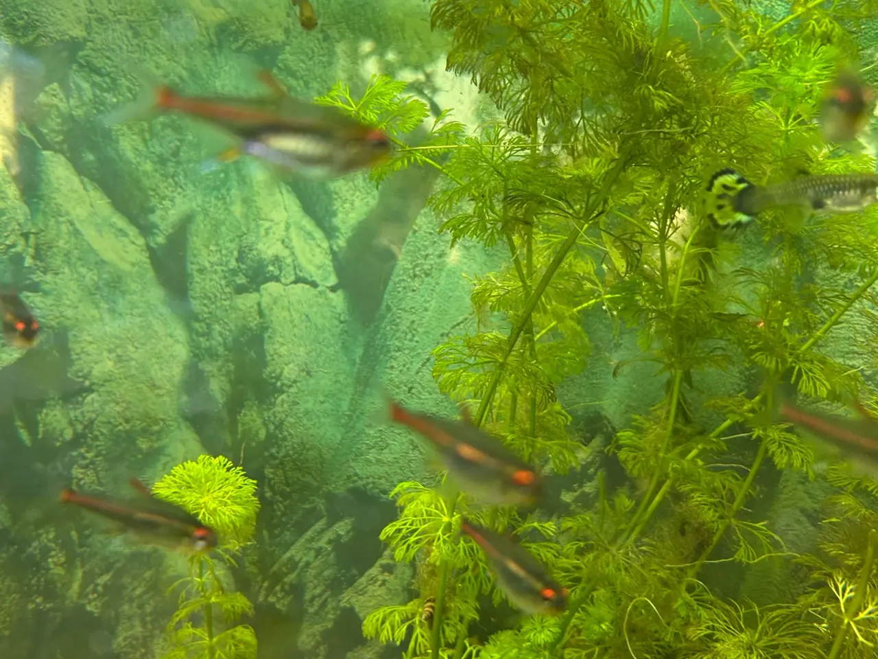 Billede 6 - 🐠 Glødelys Tetra – flotte, sunde stimefisk ✨