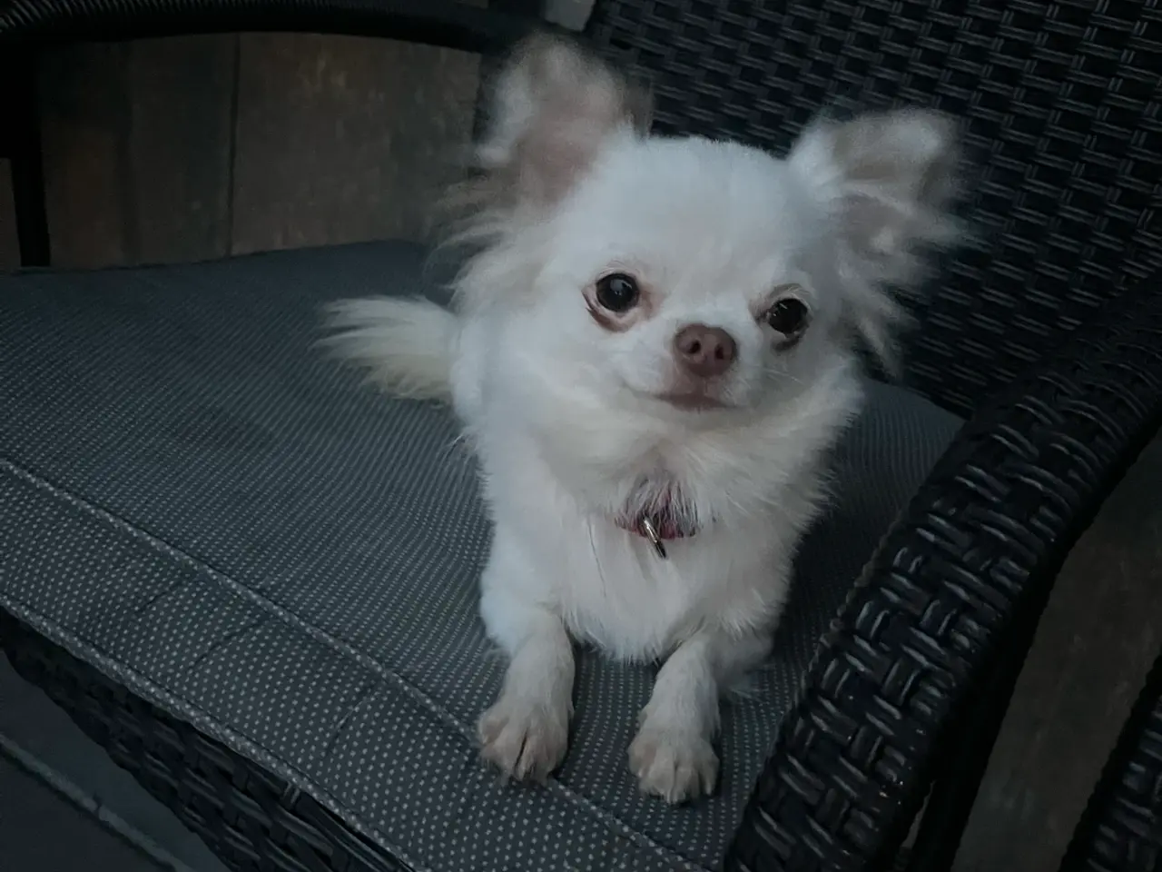 Billede 1 - Langhåret chihuahua pige