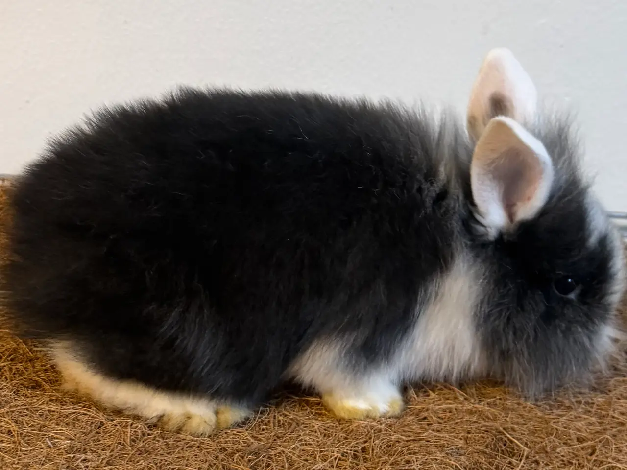 Billede 7 - Sød kaninpige søger nyt hjem 🐰❤️