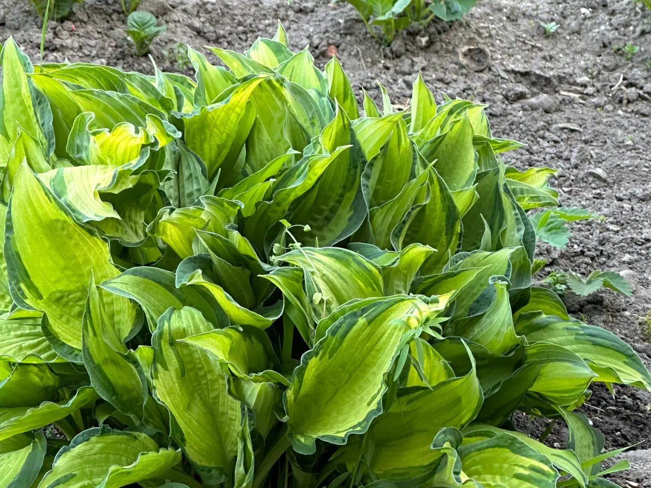 Billede 1 - Husløg, Buskbom,Hosta, kastanjebusk, Havehibiscus