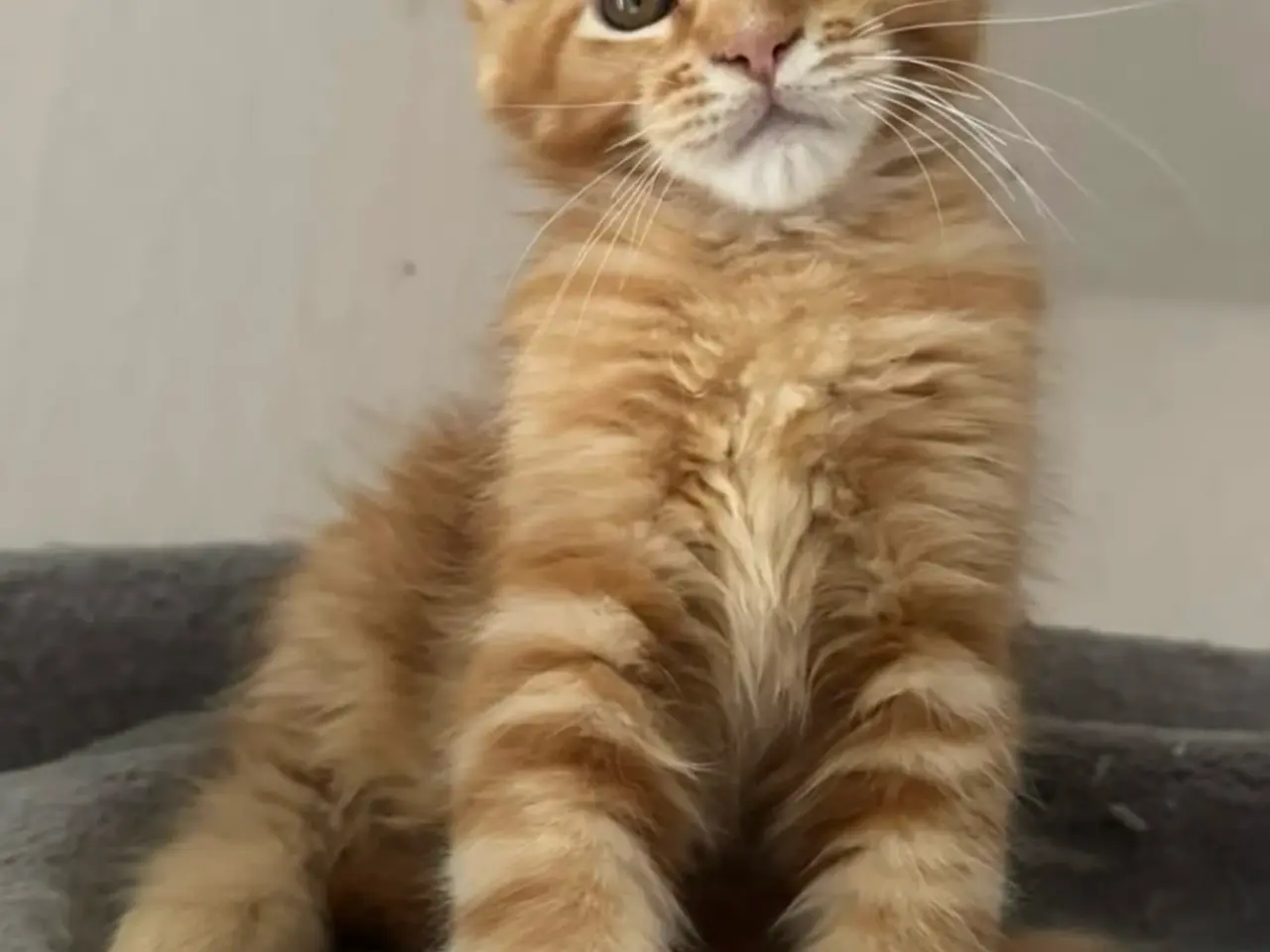 Billede 9 - Maine Coon hankilling