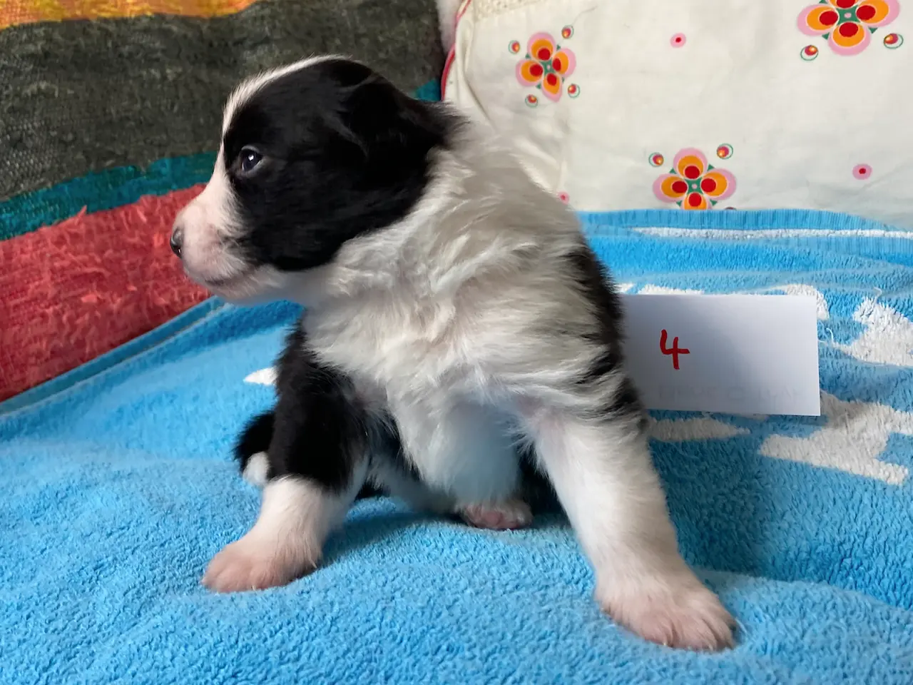 Billede 10 - Border Collie hvalpe