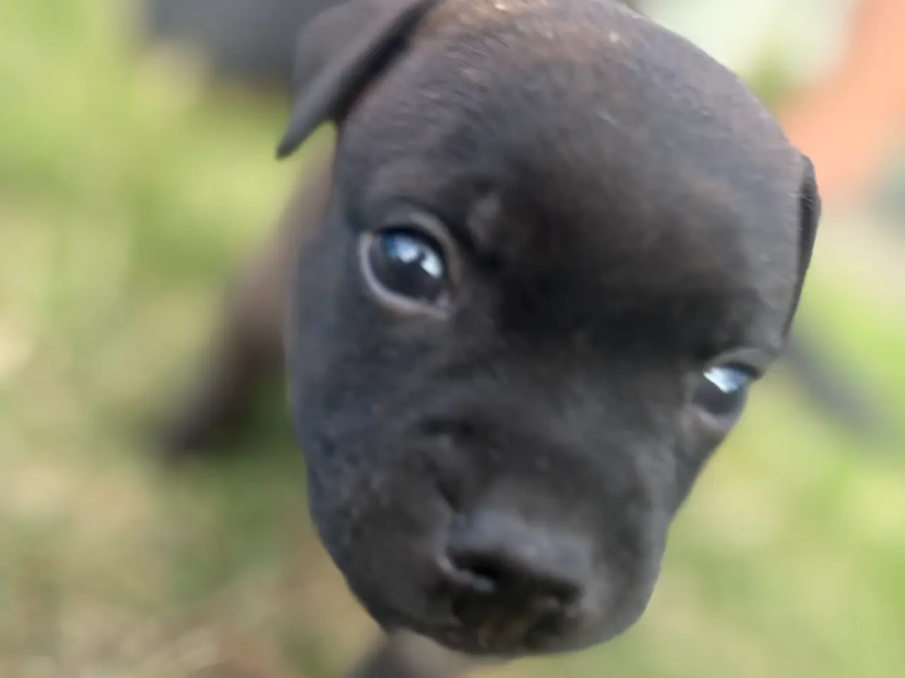 Billede 3 - staffordshire bull terrier