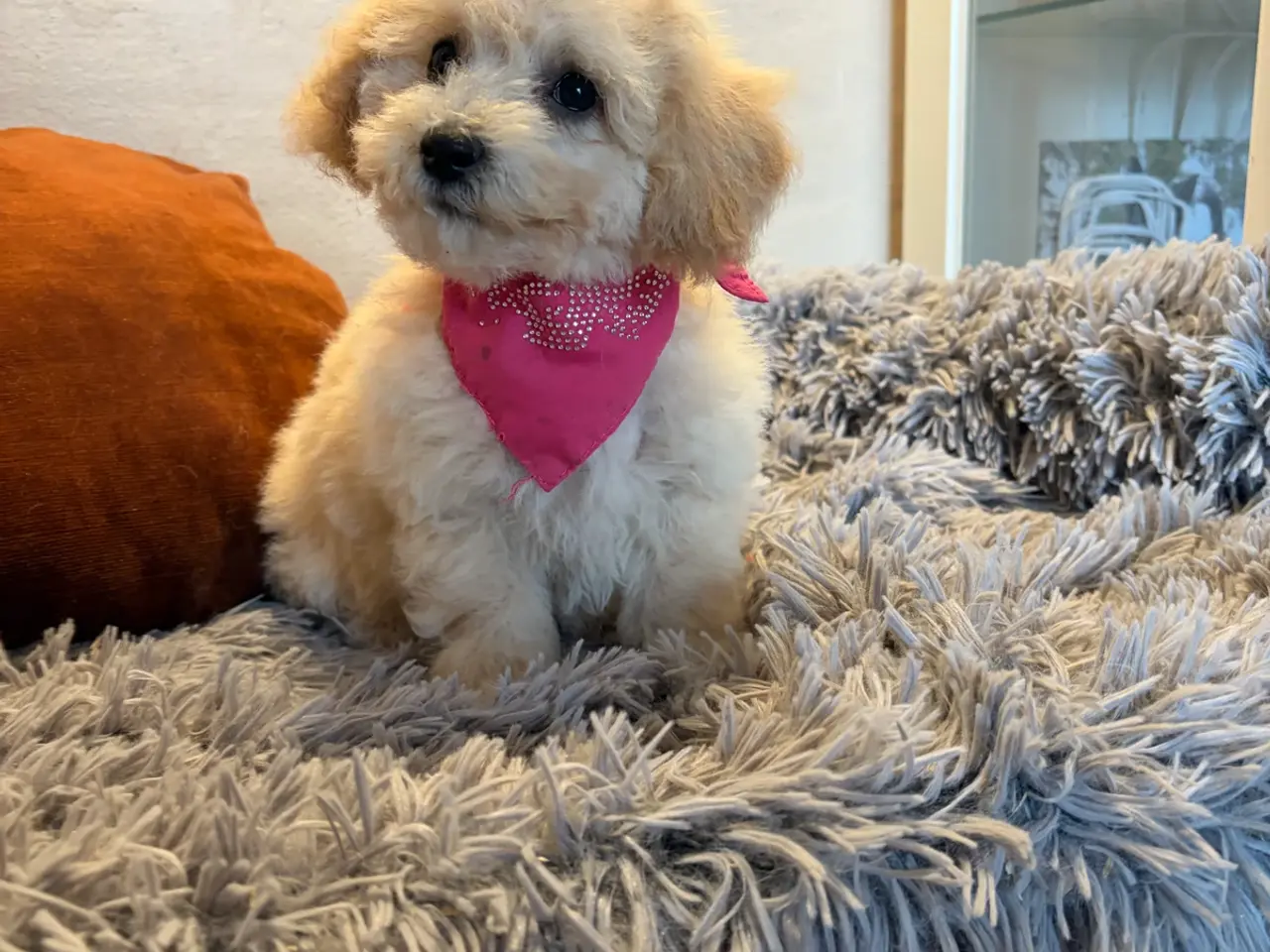 Billede 8 - smukkeste små mini Maltipoo babyer