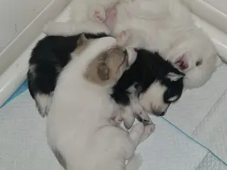 F2 Pomsky hvalpe