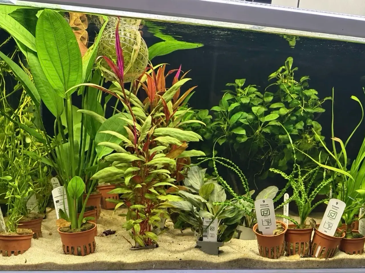 Billede 20 - 🩷 Wow mange flotte akvarieplanter 🩷