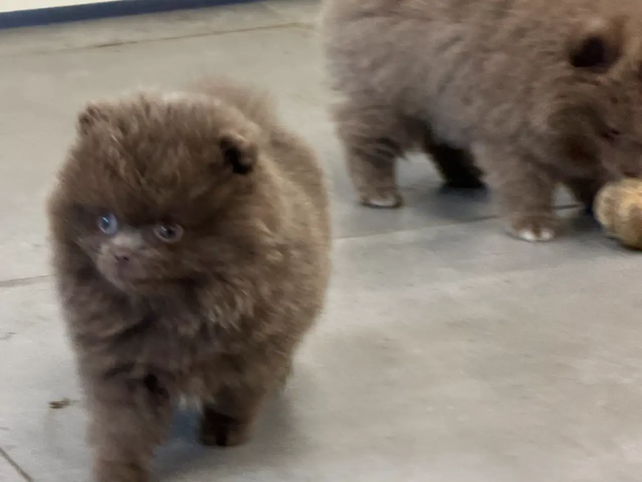 Billede 13 - 🐾💙 3 SMUKKE POMERANIA-DRENGE 💙🐾