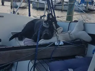 Søges sejlbåd eller motorsejler 