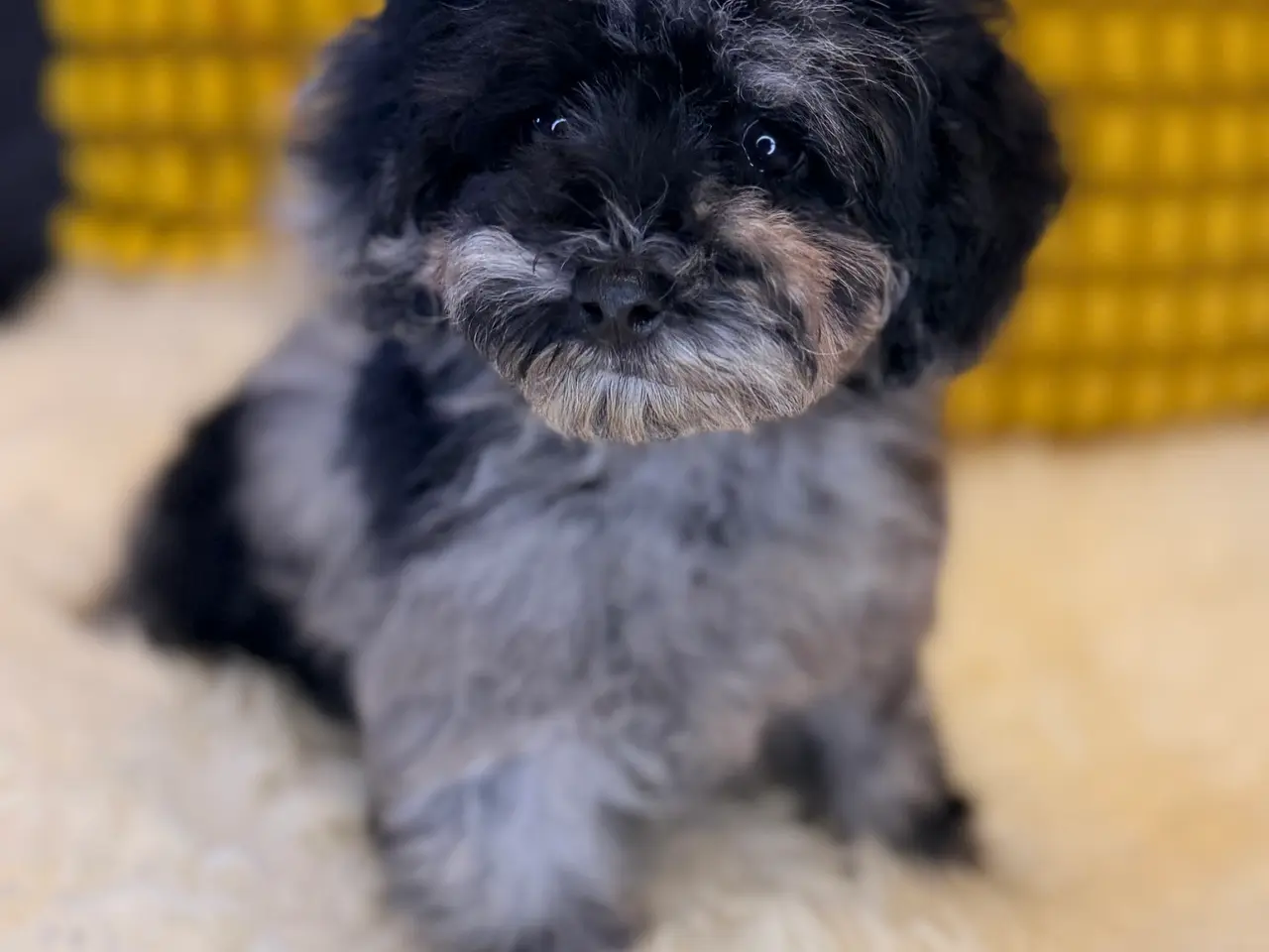Billede 14 - Cockapoo F1B