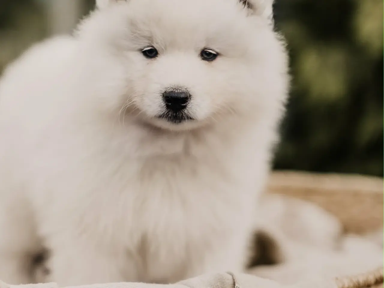 Billede 11 - Samojed-hvalpe fra anerkendt FCI-kennel 