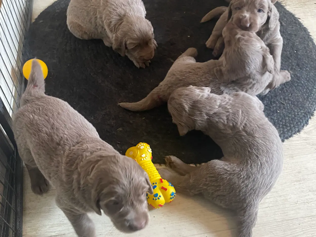 Billede 1 - Hvalp, bliver Golden retriever str