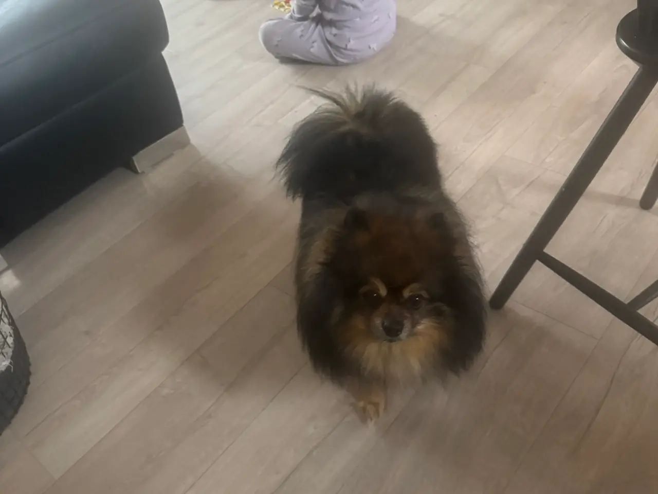 Billede 15 - Skønne små grav/pomeranian hvalpe