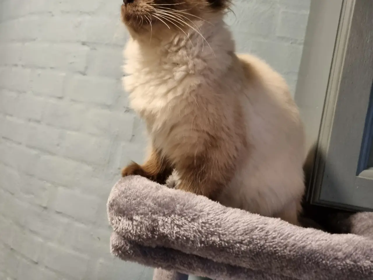 Billede 1 - Ragdoll pige