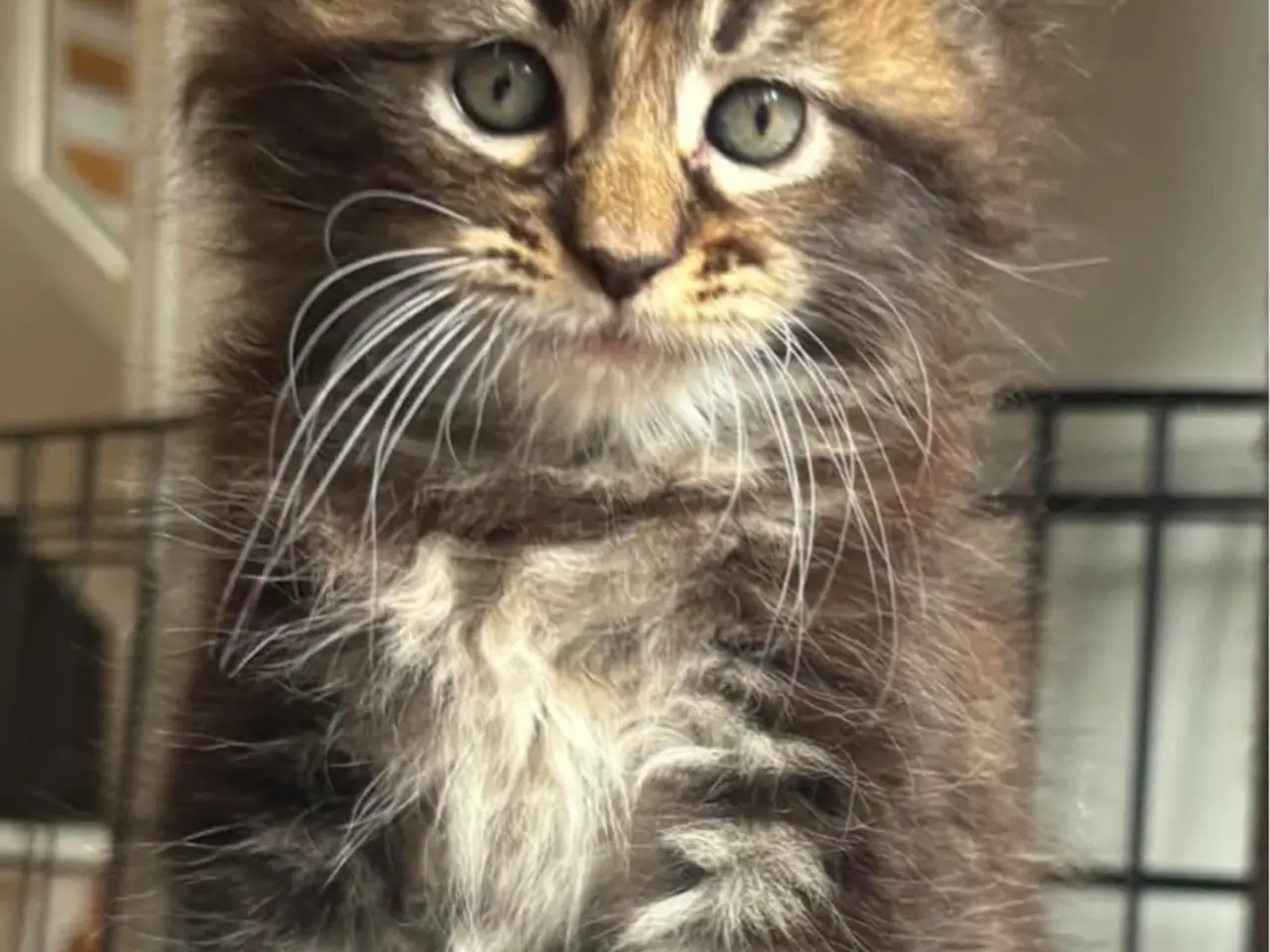 Billede 2 - Maine Coon