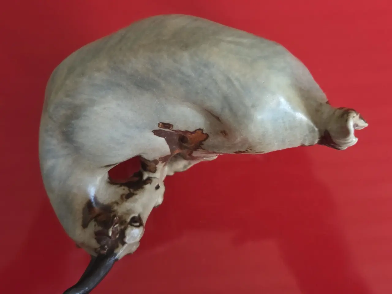 Billede 3 - Bing og Grøndahl figur (1700) med Slikkende Ged