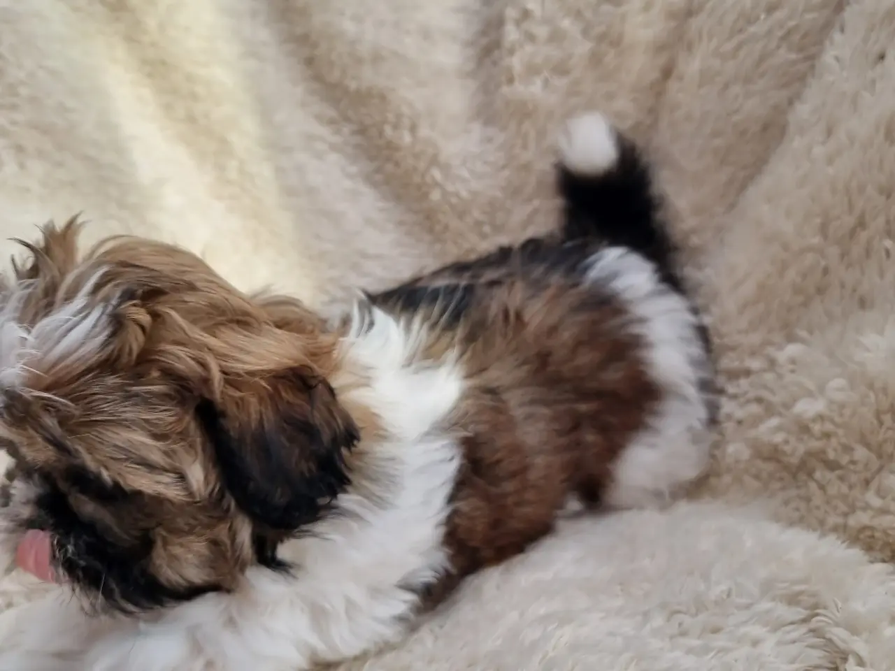 Billede 4 - Shih tzu hvalpe 