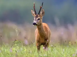 Jagt søges Djursland/Østjylland