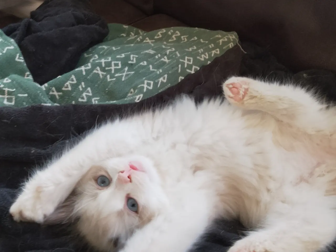 Billede 4 - Ragdoll hun killing