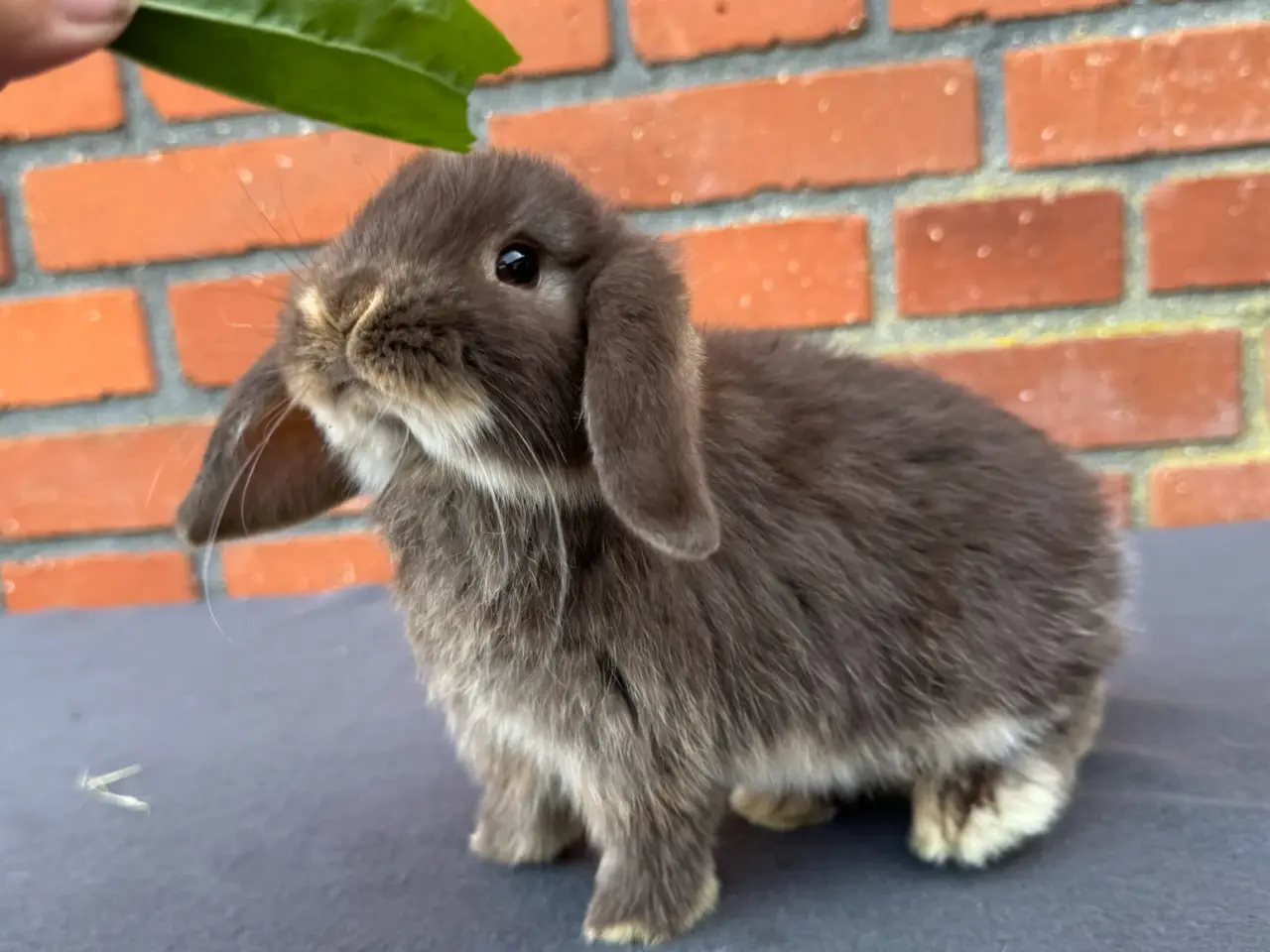 Billede 1 - Mini lop hunkanin
